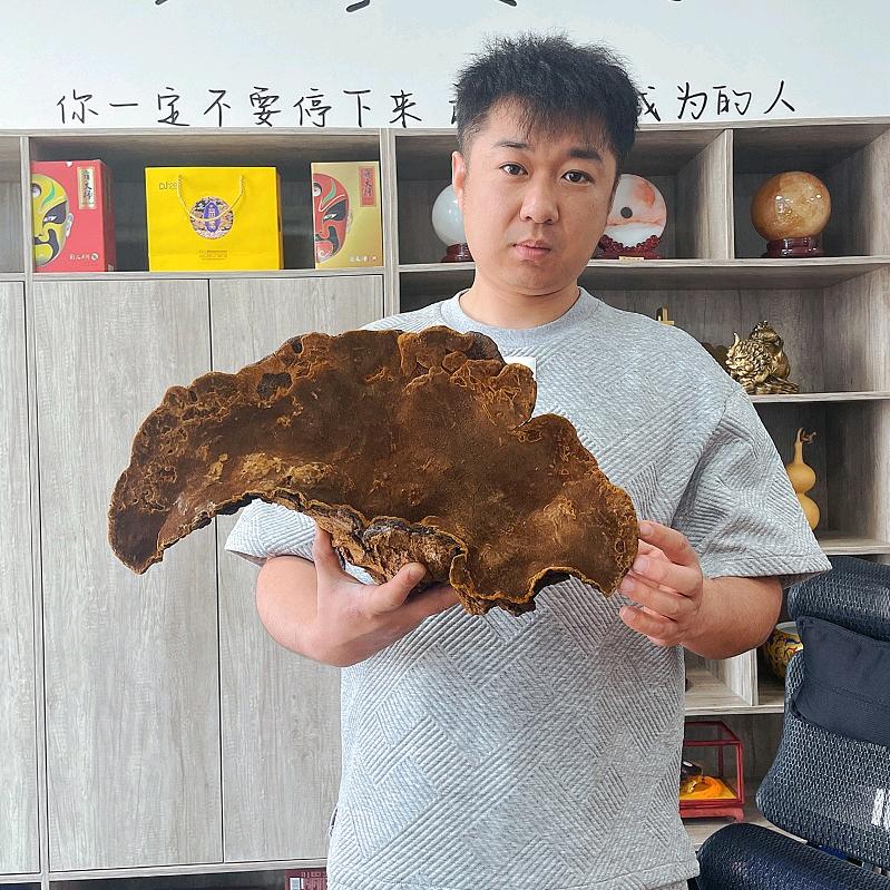 康健桑黄小胖