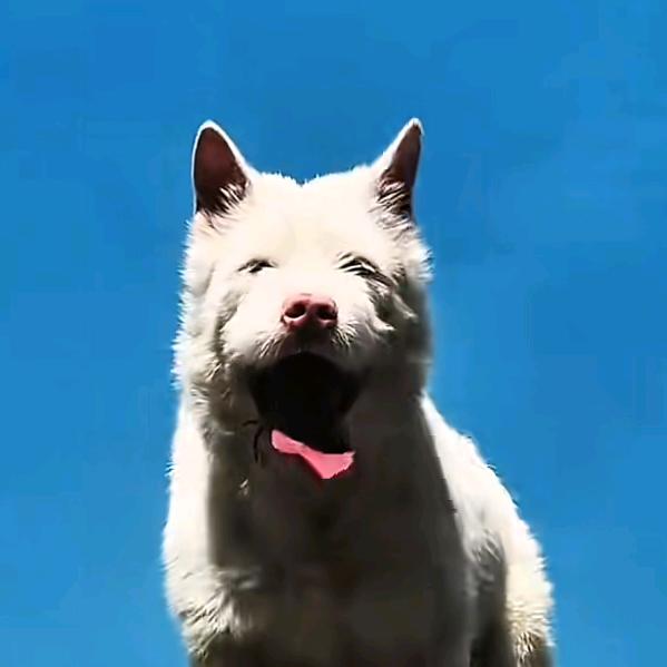 深山下司犬