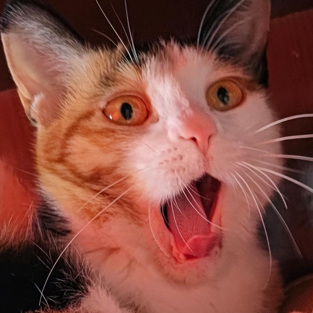 晶晶（旮旯给木版）