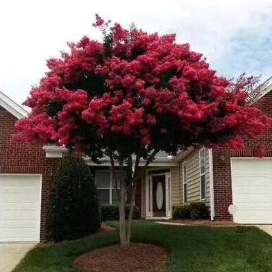 美国天鹅绒紫薇