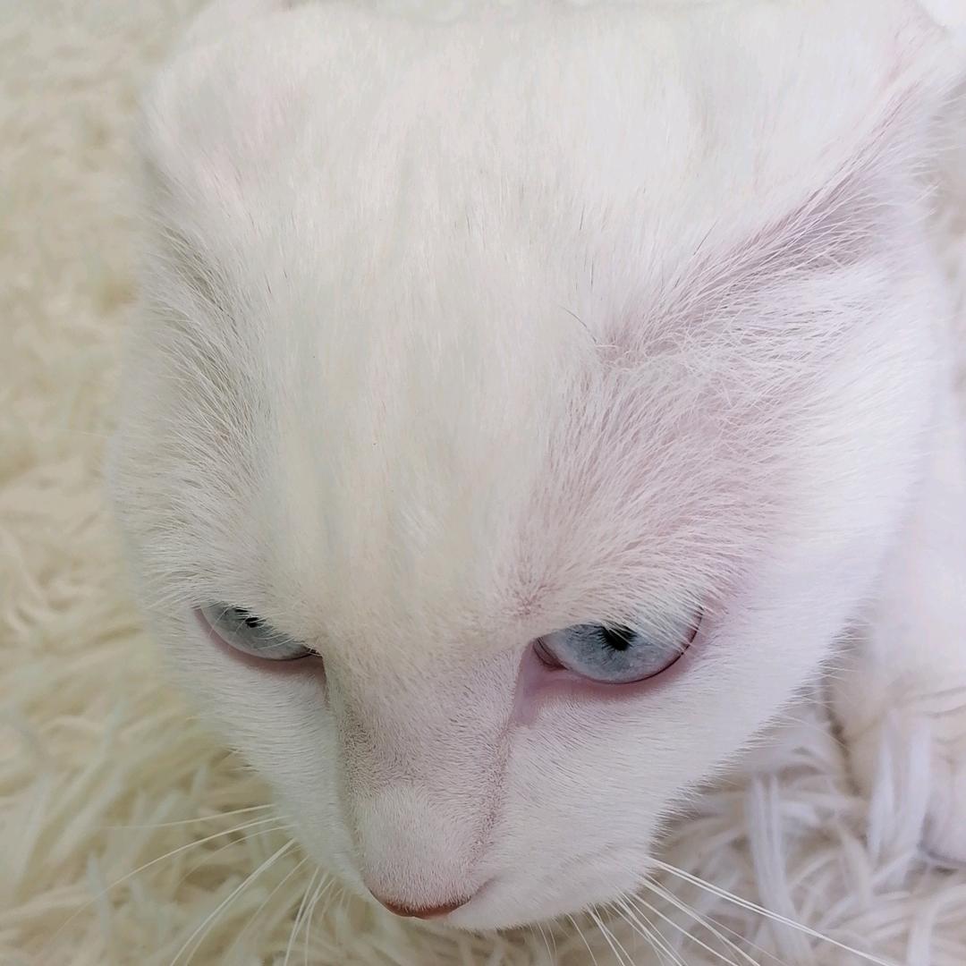 阿呆是只喵
