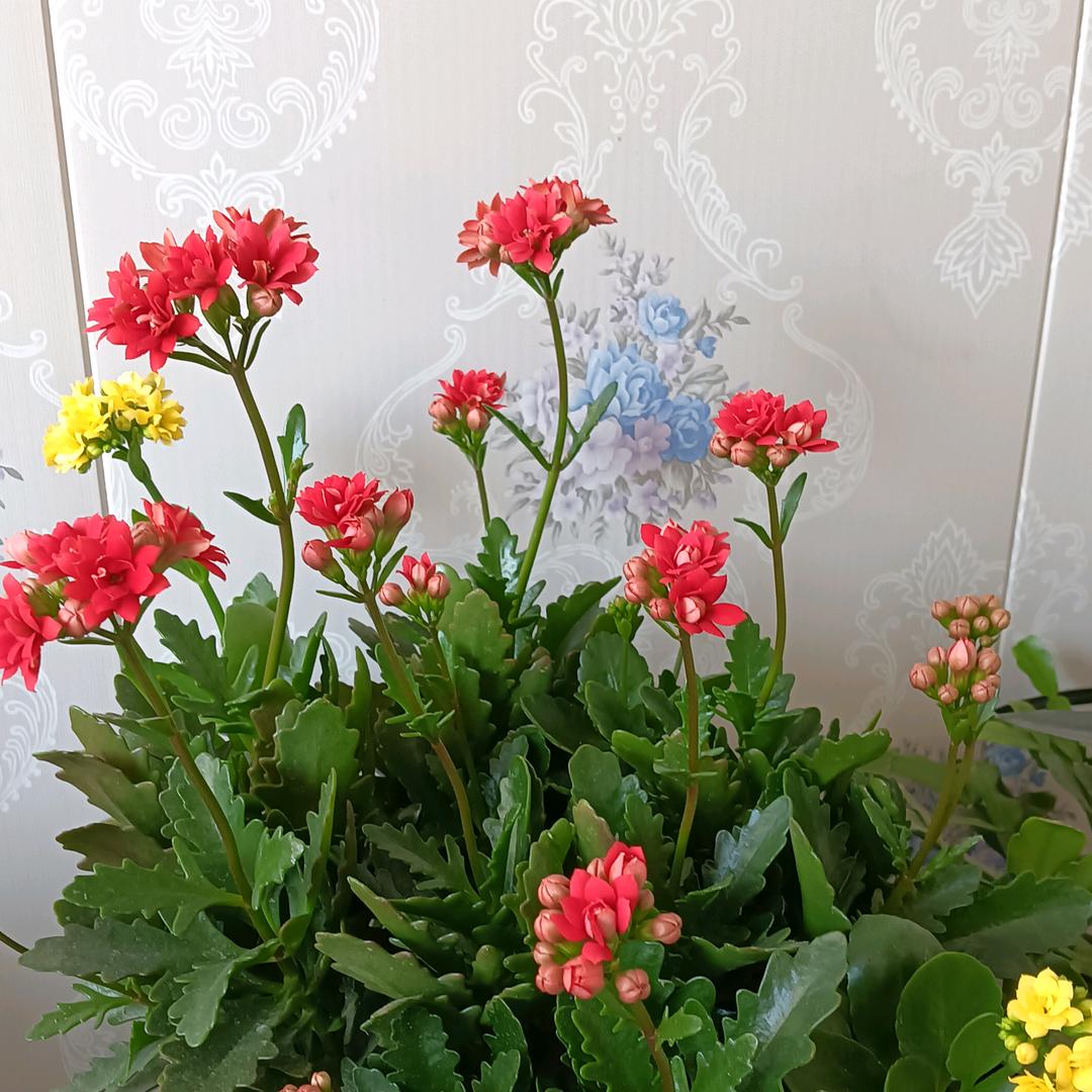 幸福一家用户869565386899