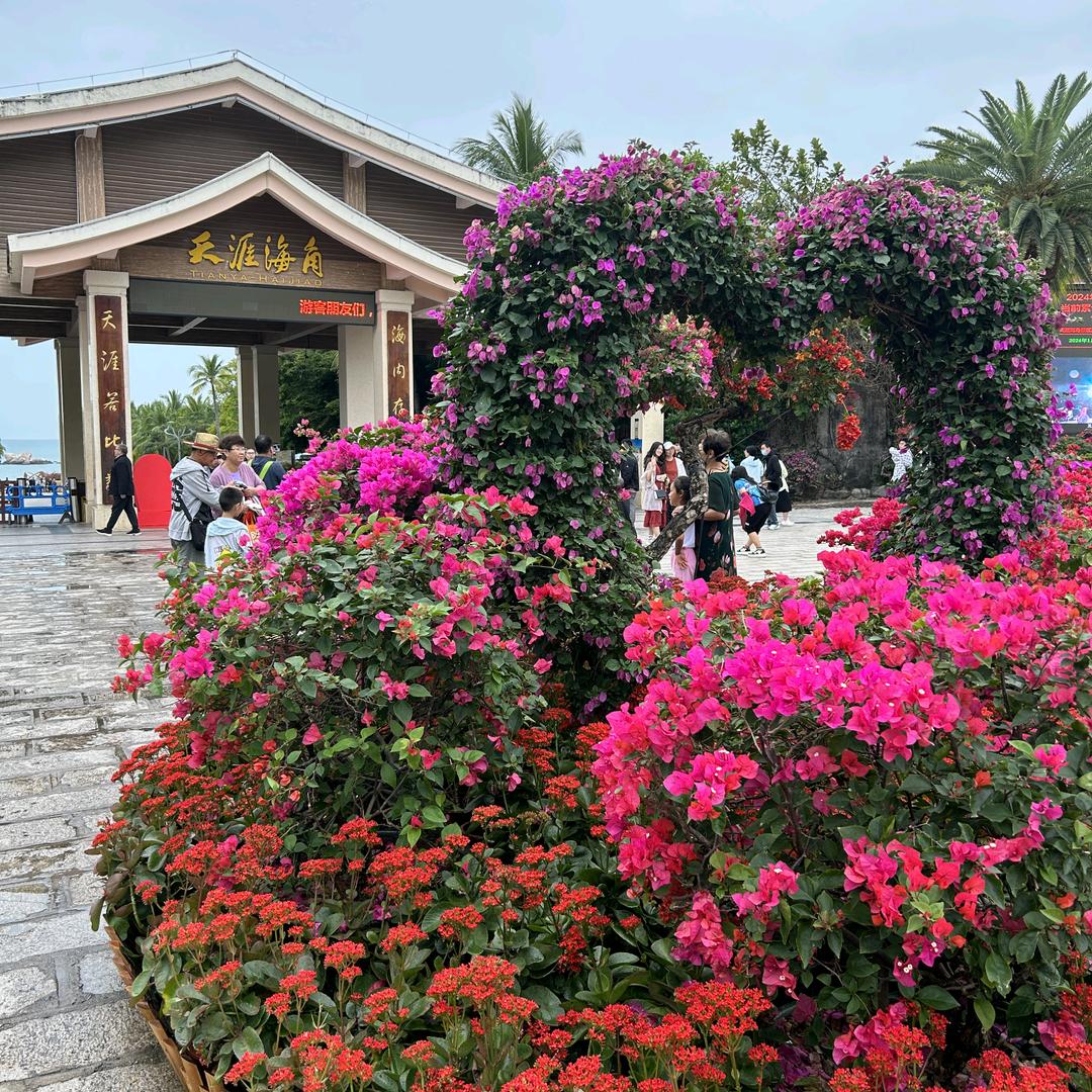 红梅傲雪拒绝连赞！谢谢