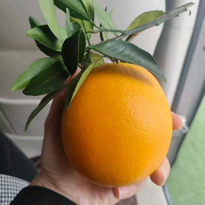 赣南一颗脐橙