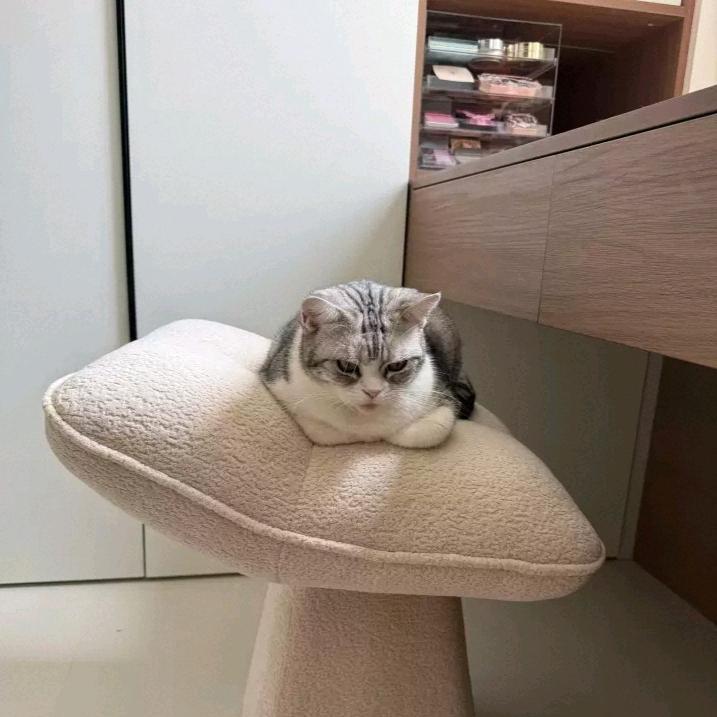 素妆小栖设计家具