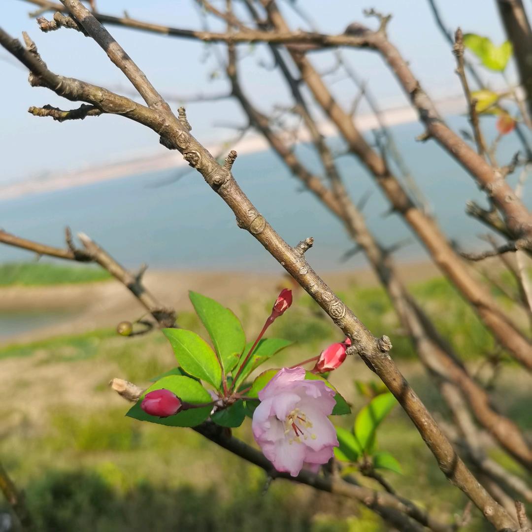 小小米立