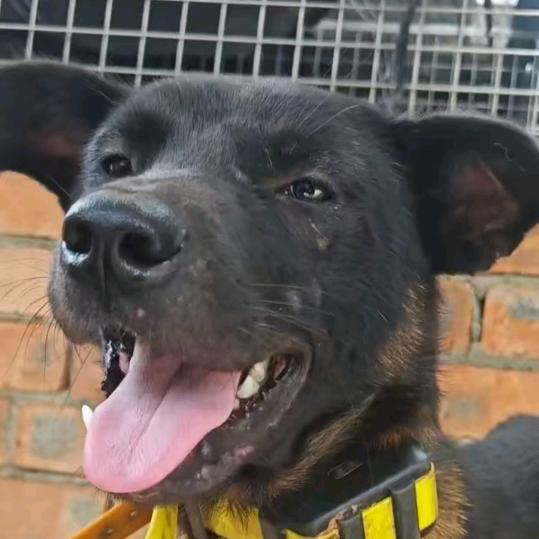 一个爱放狗的山里人