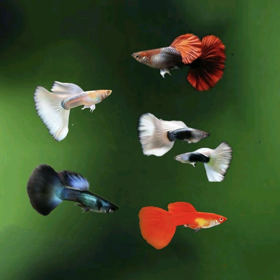 玲姐水族馆