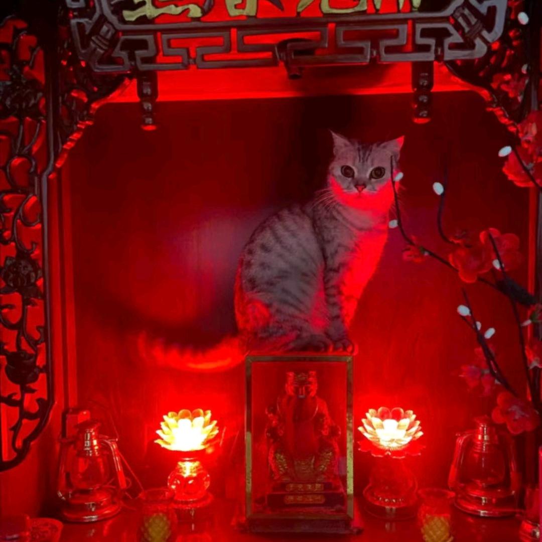 猫咪爱世人