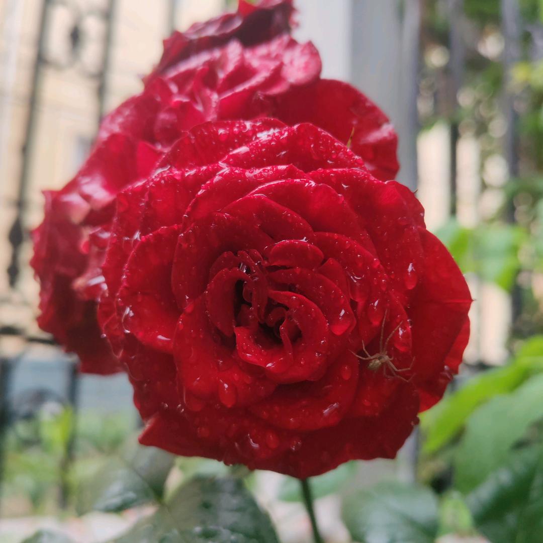 望江开元名庭酒店人事吴