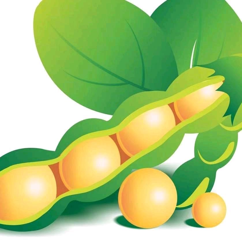 罗普大豆