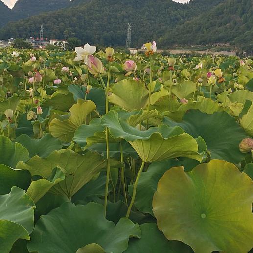 美丽贵州