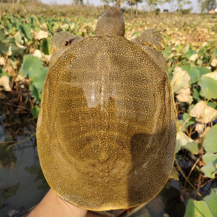 星硕水产