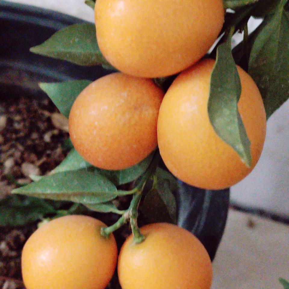 ╭☞( 惜 ▽缘)╭✌︎