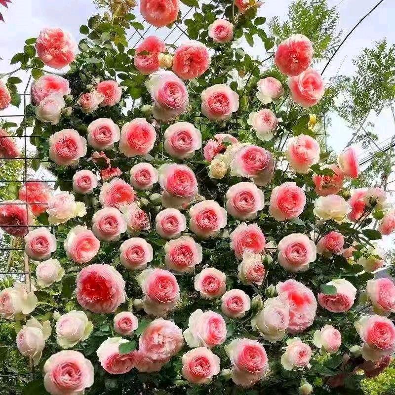 梦而东花卉园林