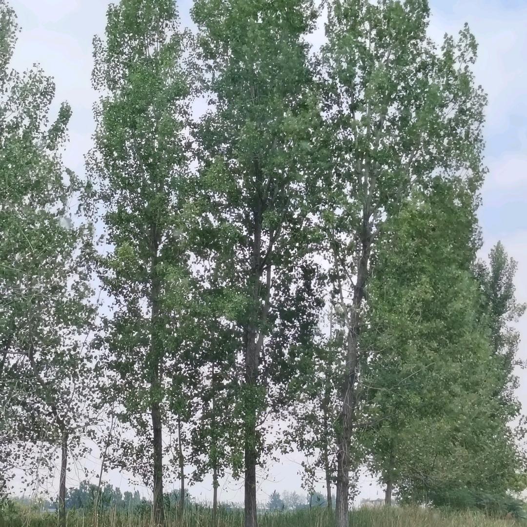 珊瑚海