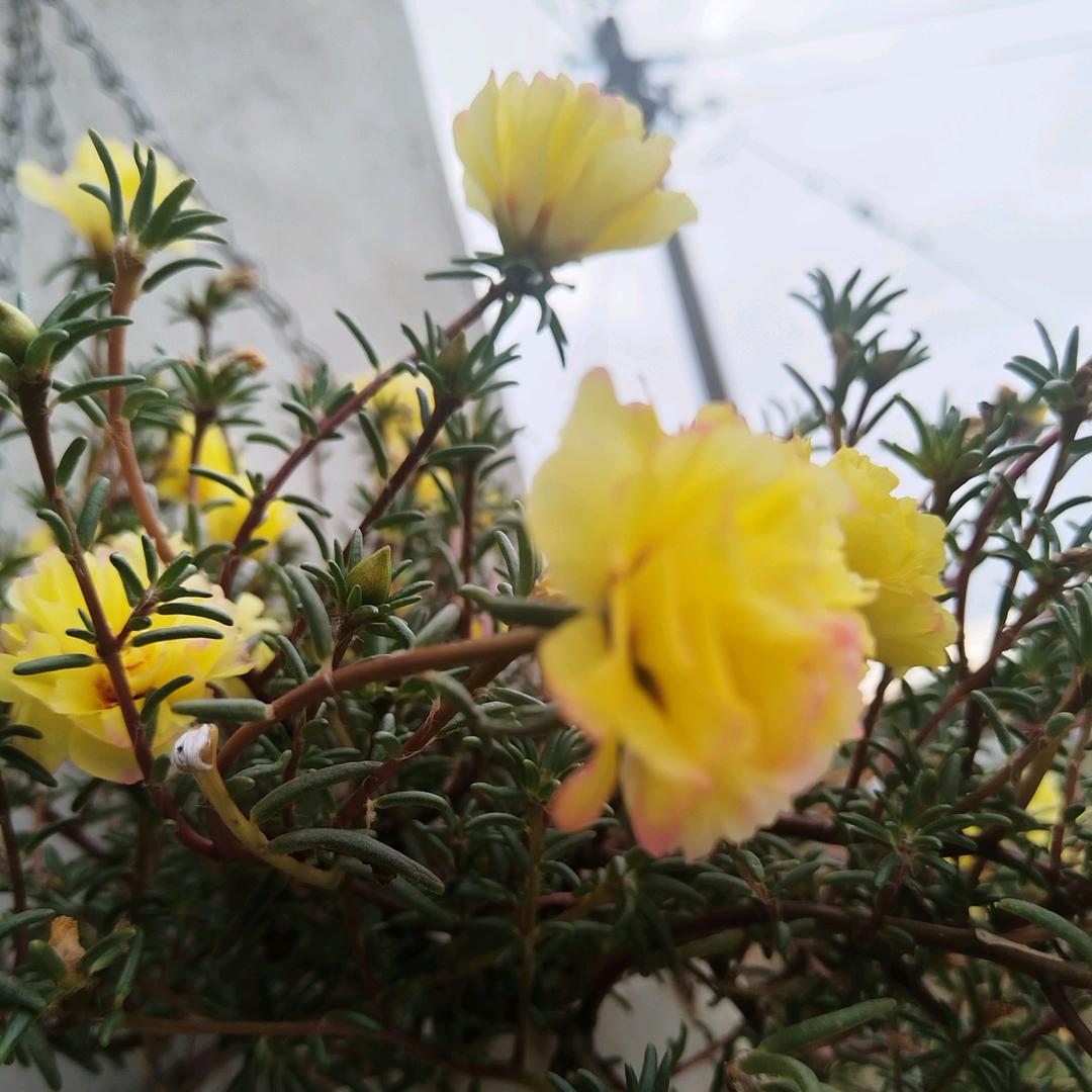 এ᭄San,.meiꦿృ༊