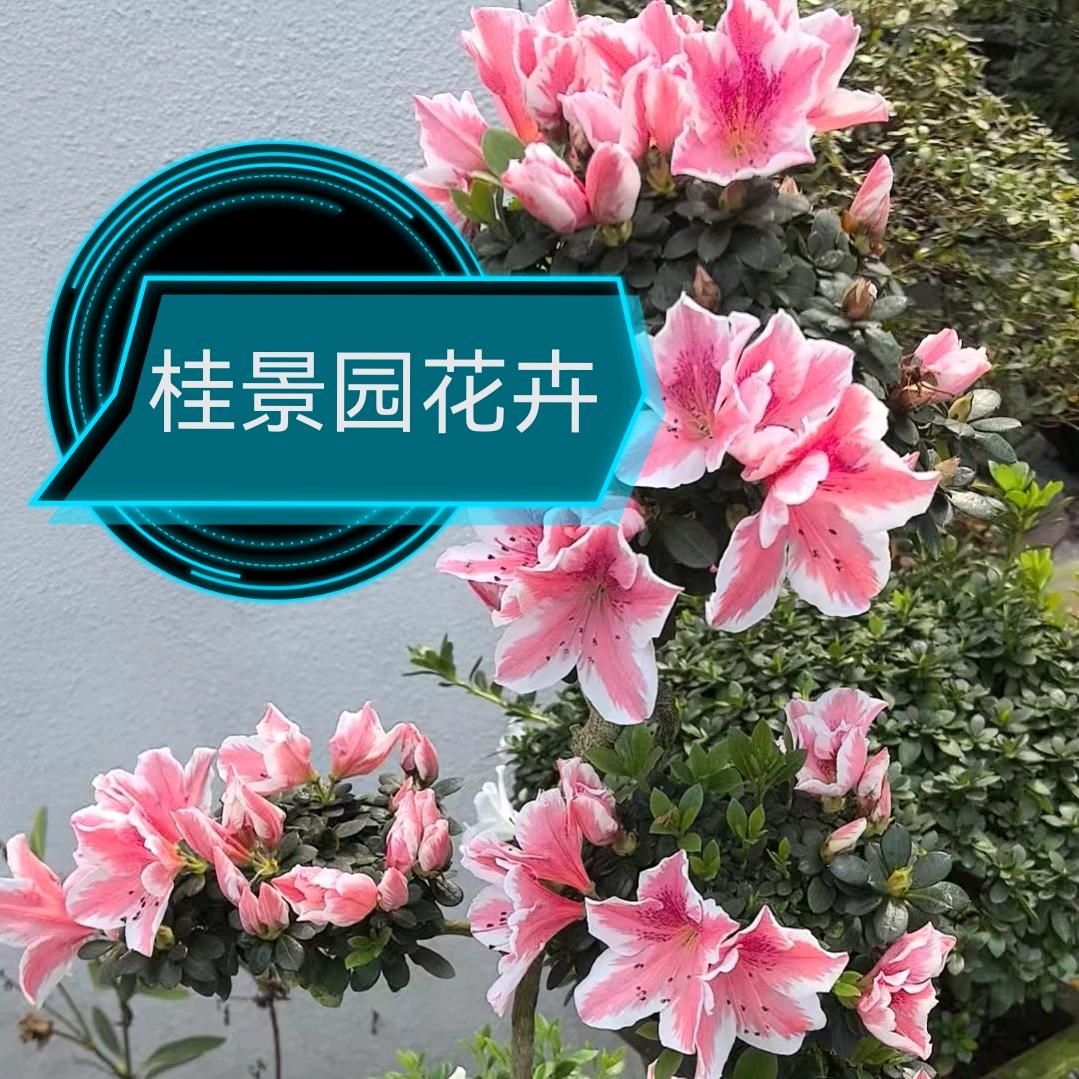 桂景园花卉园艺