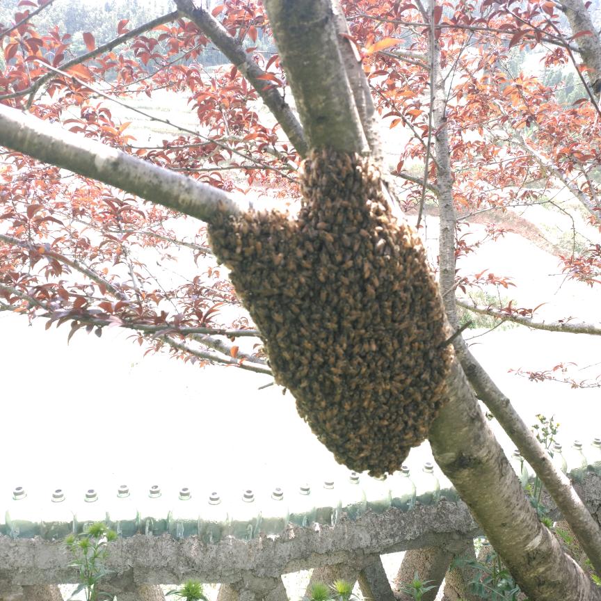 蚂蚱根本吃不够