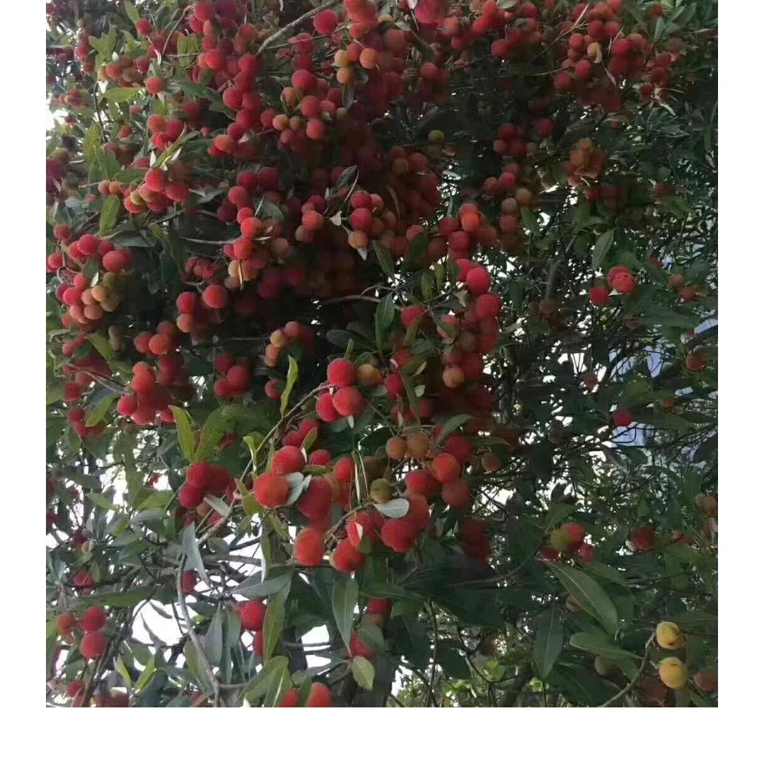 天天开心😄