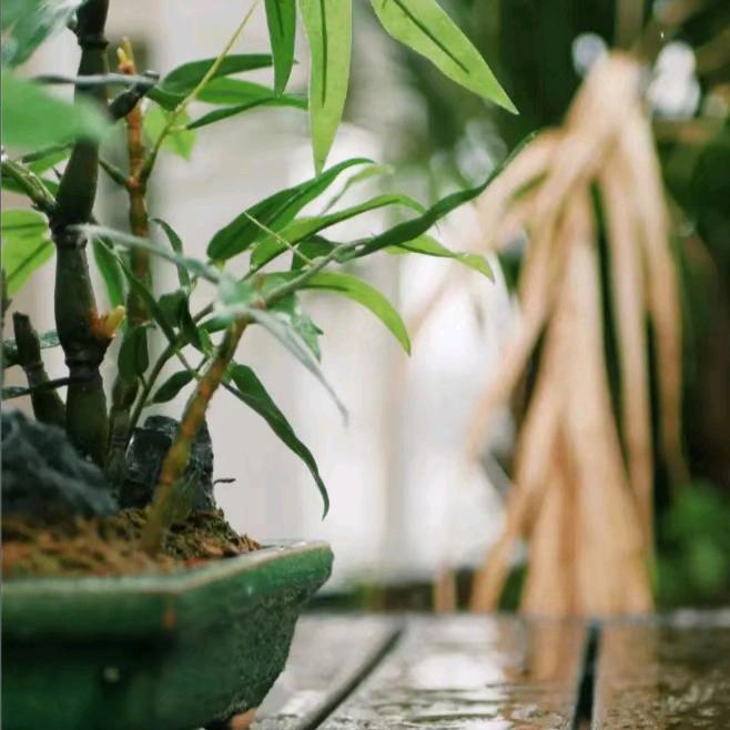 🍃竹影✧
