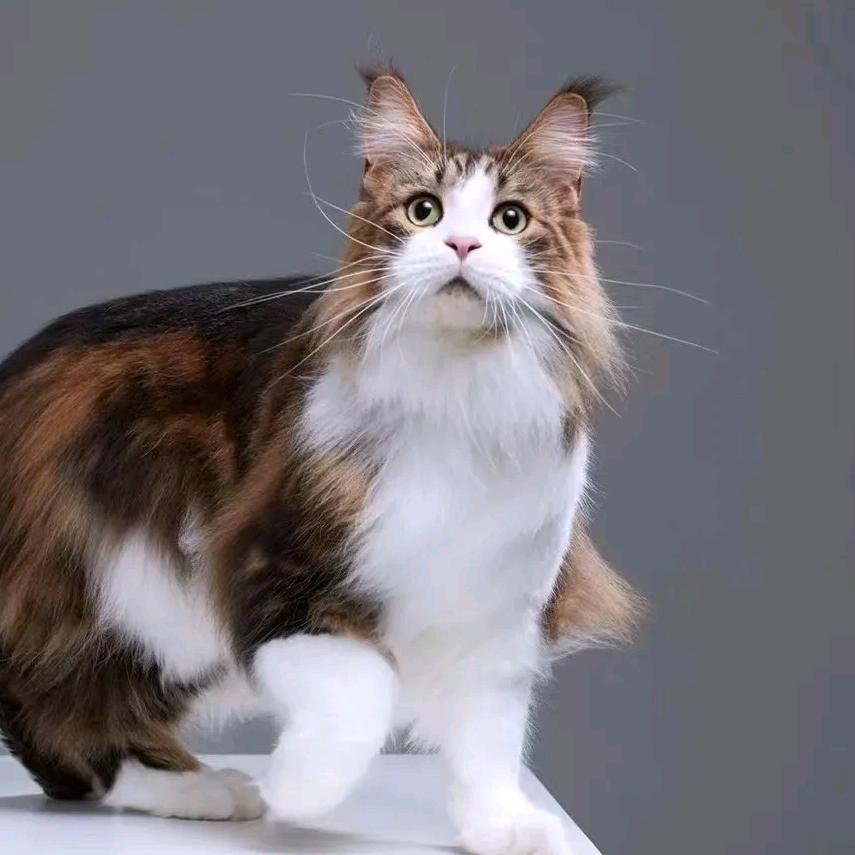 猫叫兽