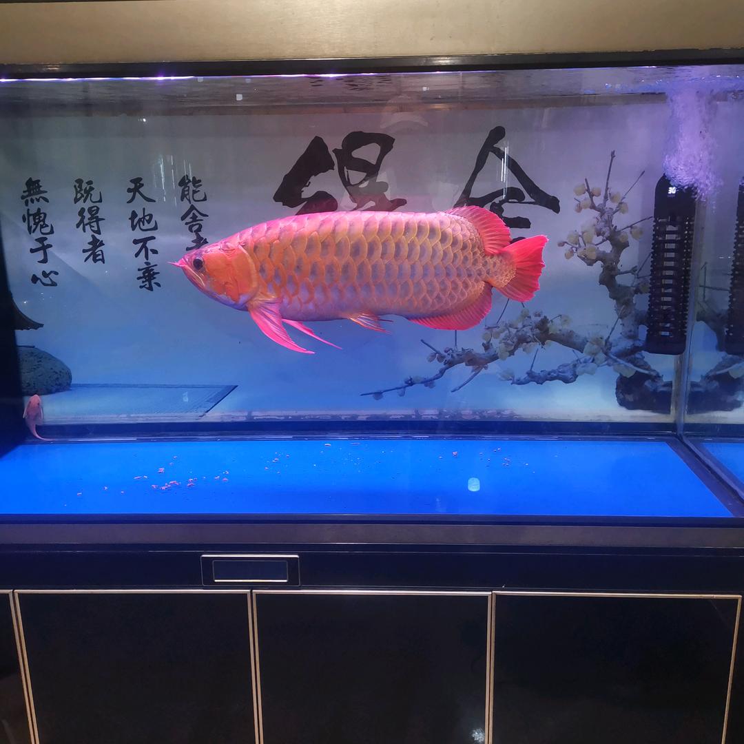 庄水连龙虾沙茶面