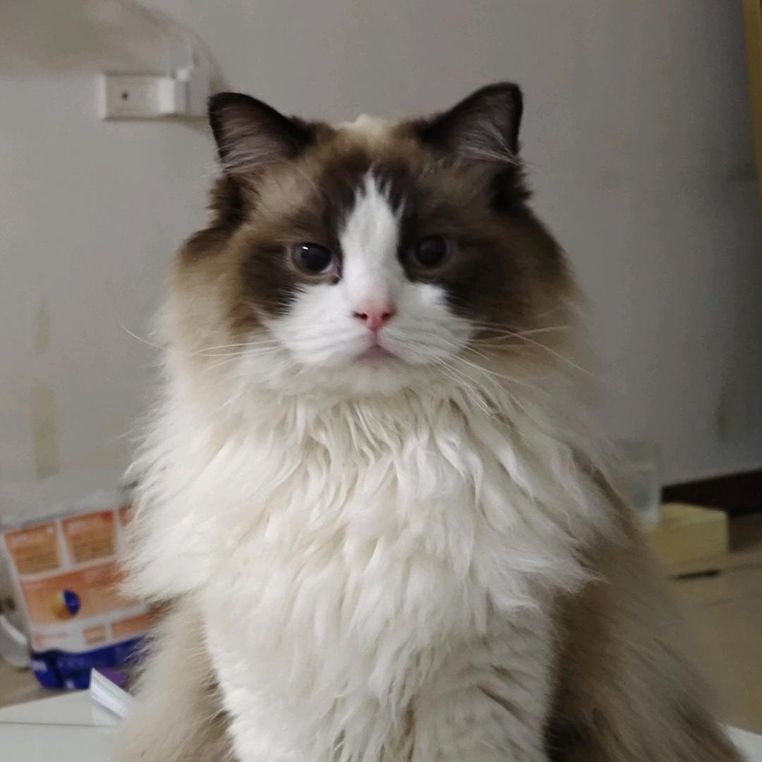 阿杰的五福喵（省💰版）