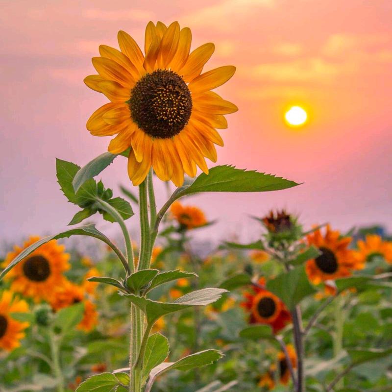向日葵🌻🌸