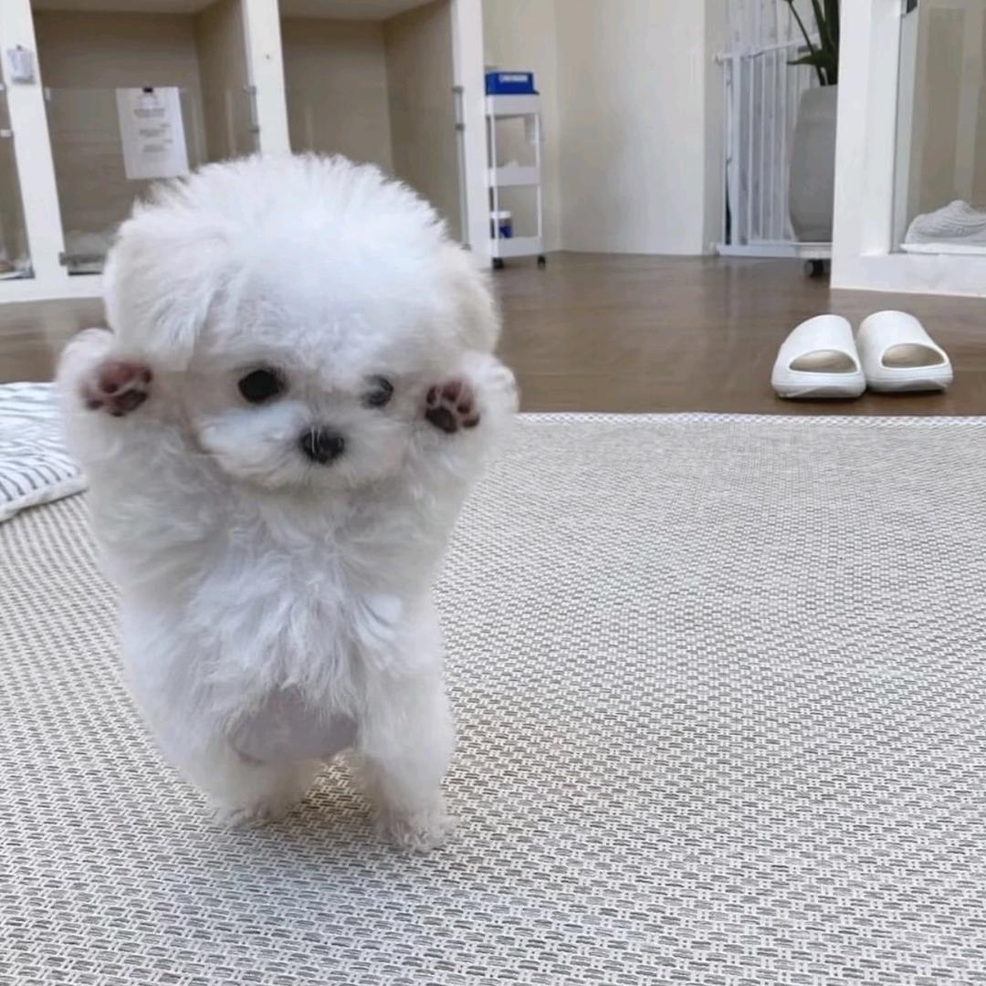 不负初心🐾