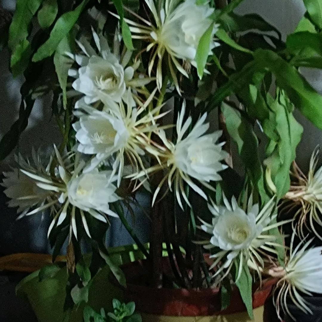 云飞
