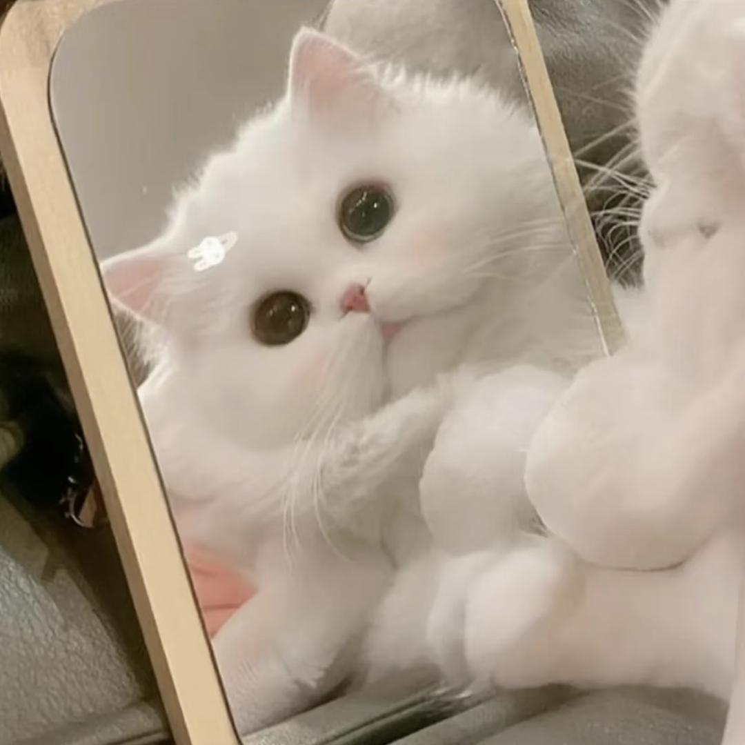 小奶盖喵