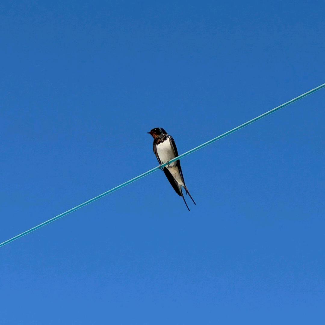 小曲