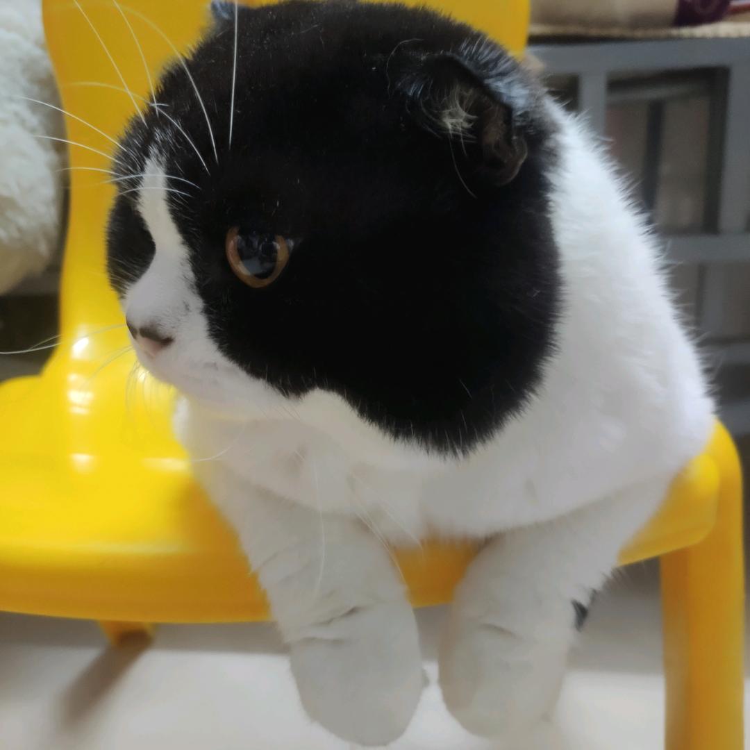 小白是只猫
