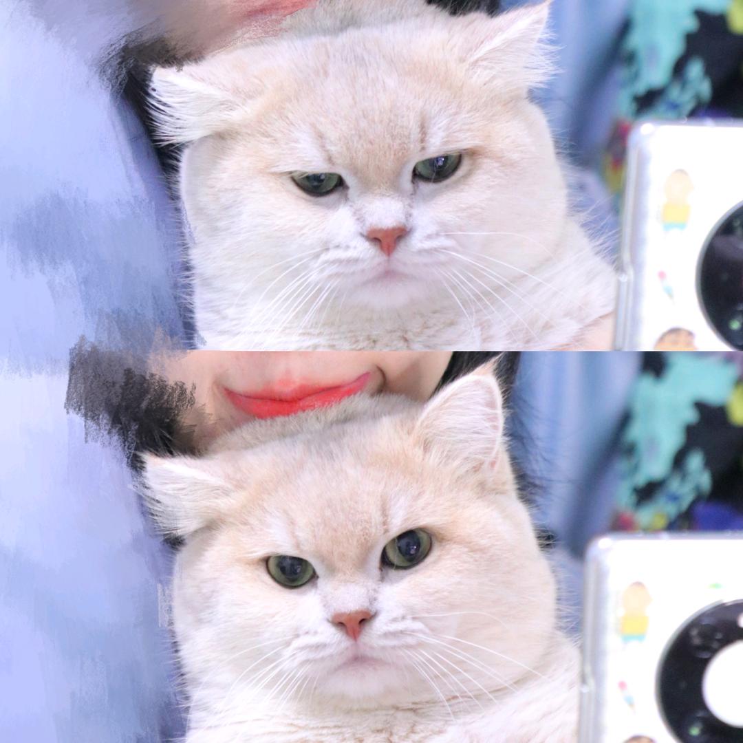 这个小猫真的很臭屁