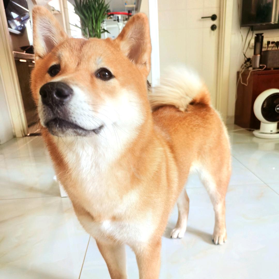 小十一
