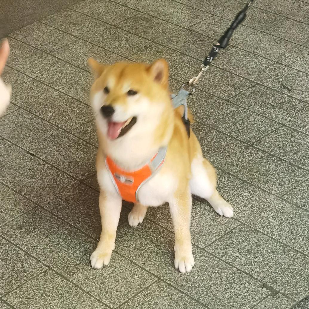 丿傾炷沵哋嶶笑
