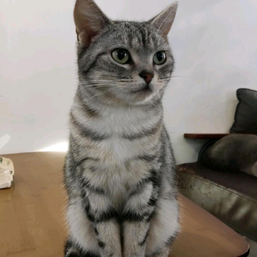 戒猫中心