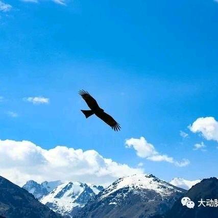 ！山鹰，