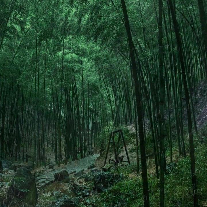 瑶山竹料一手货源