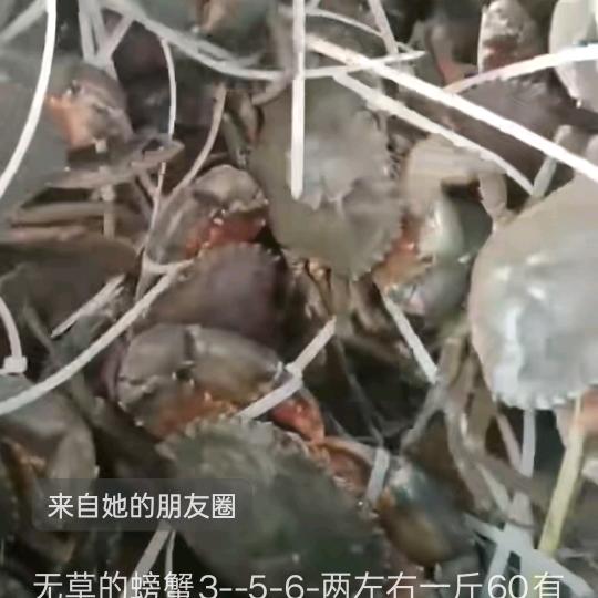 野格
