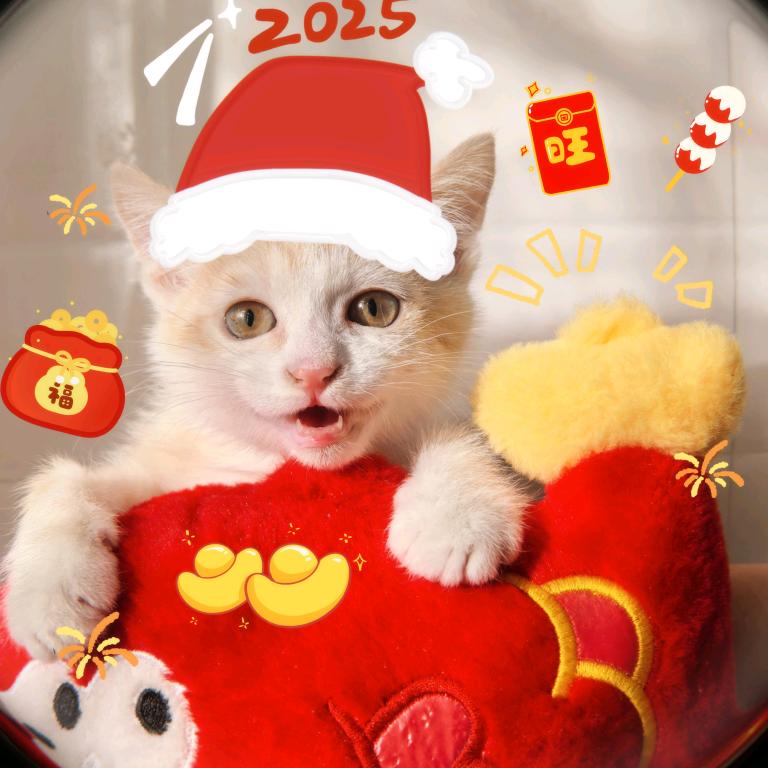 二叔说猫
