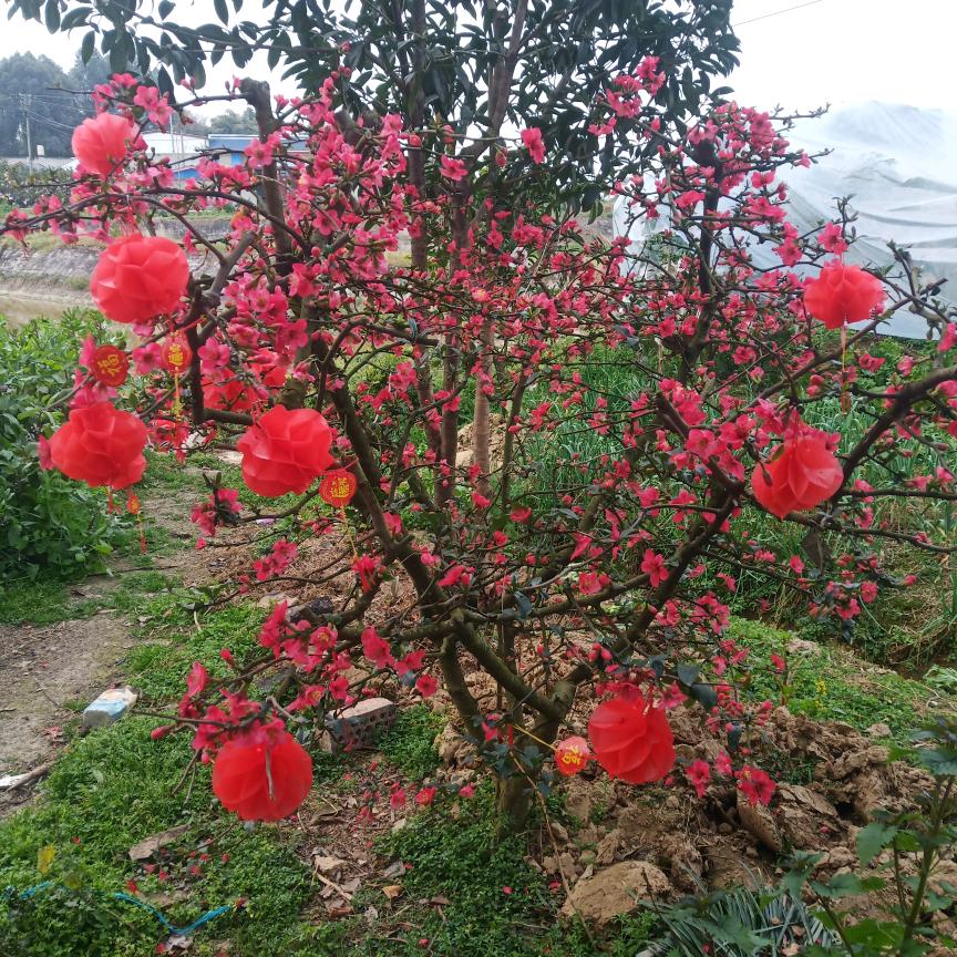万事如意
