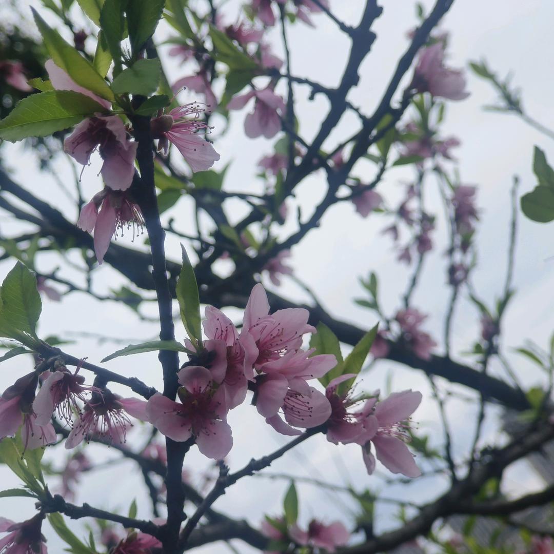 郁金香🌷