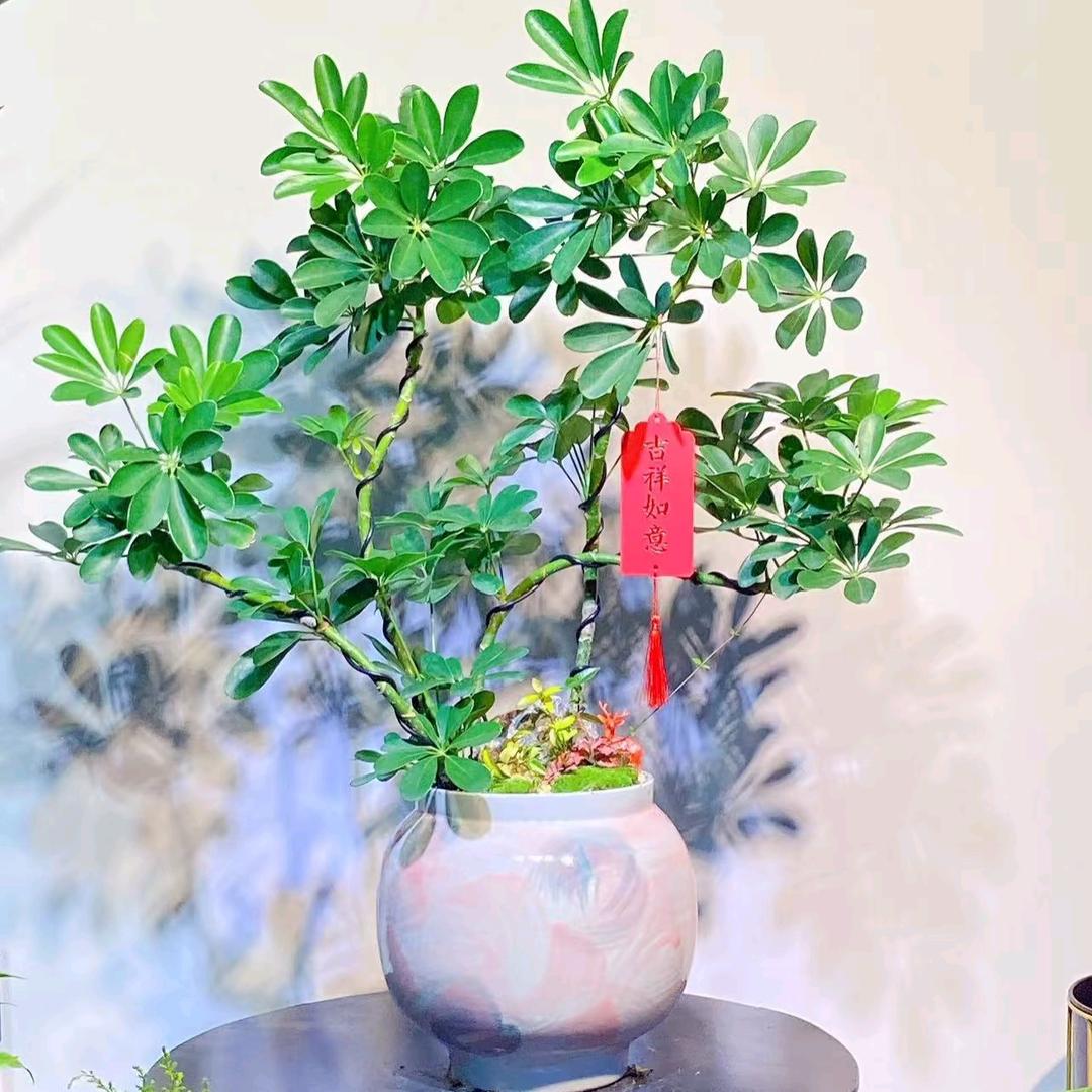 九号花园绿植