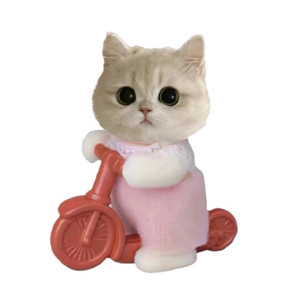 卷心菜菜
