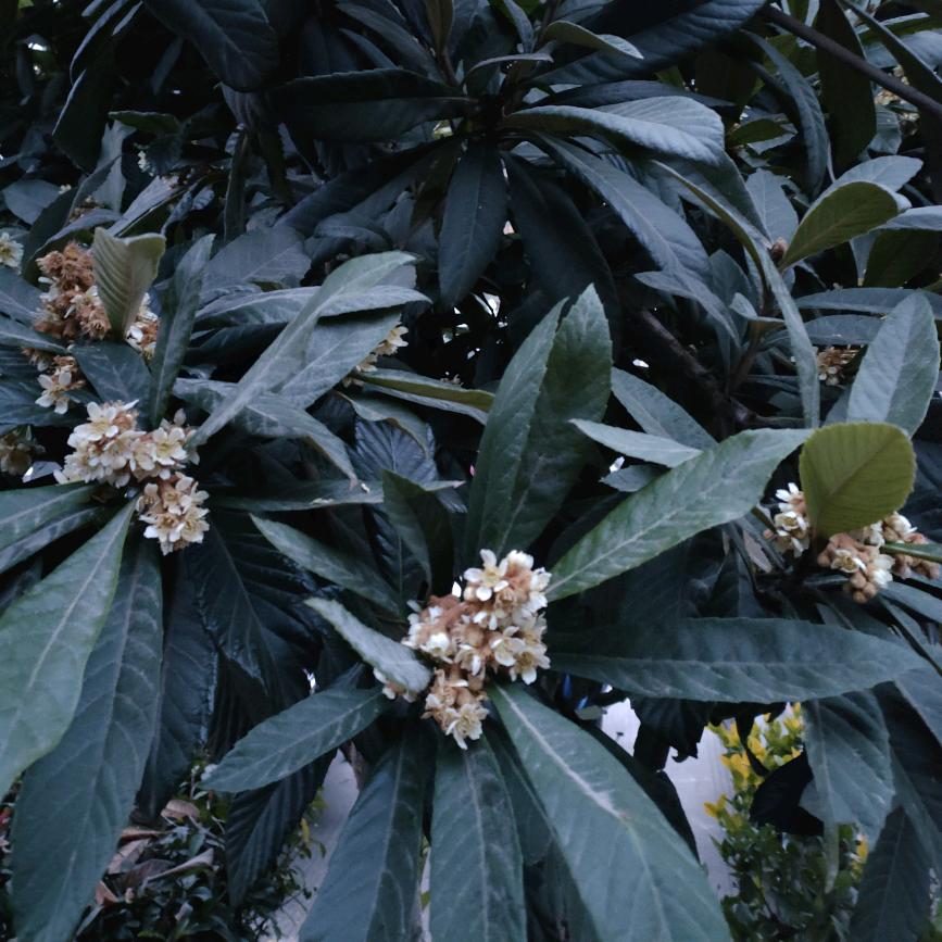 扶风、杏林，小🐴