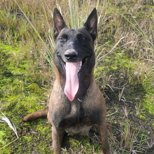 闲与乐(老李爱训犬)