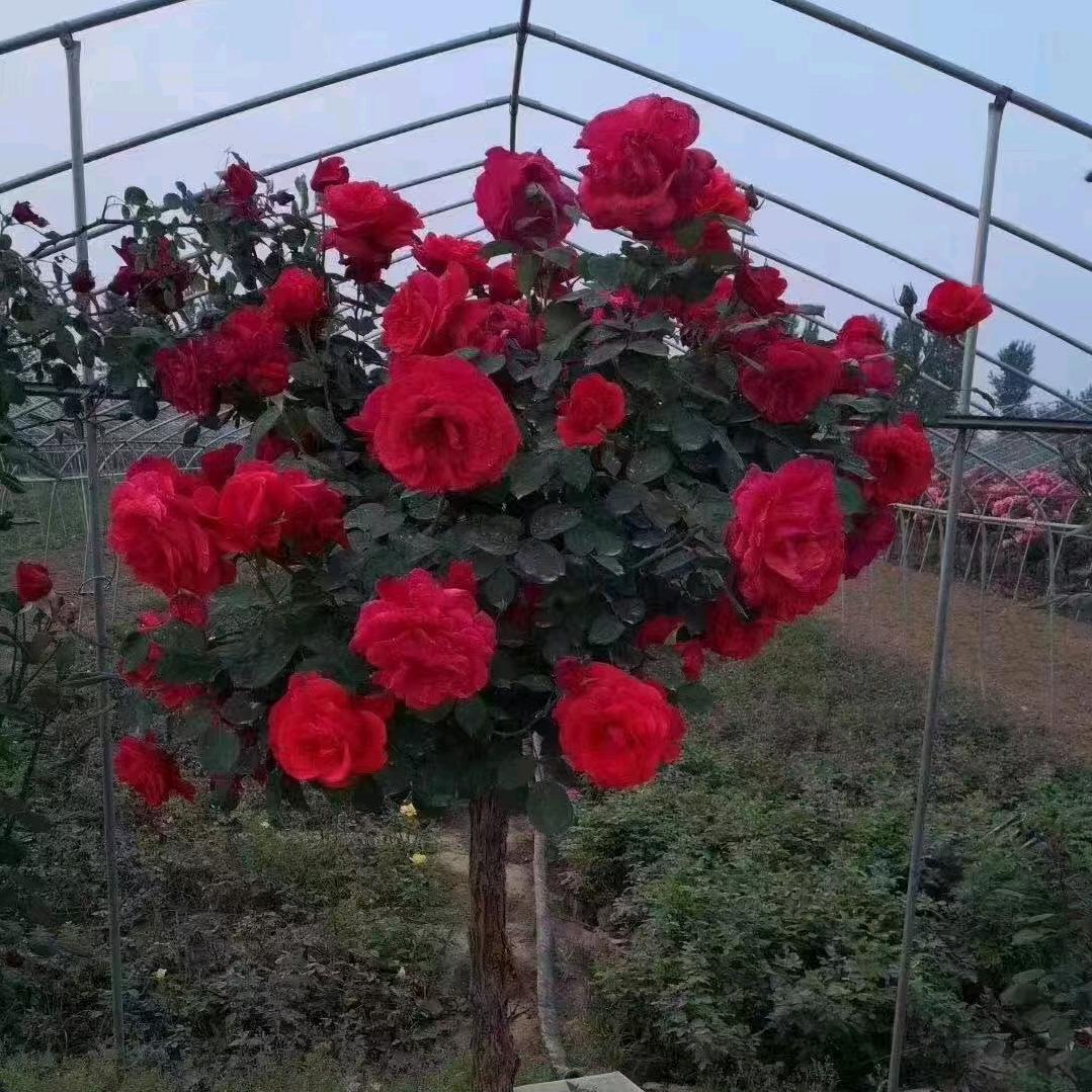 😘鑫丽虞苗木🥰