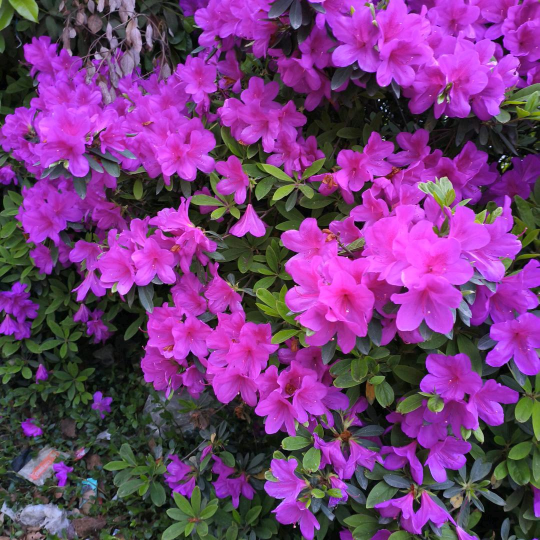 山茶花